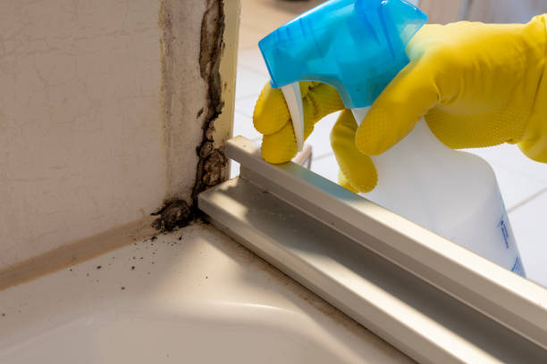 Best Attic Mold Remediation in Mabscott, WV