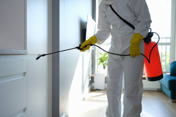 Best Basement Mold Remediation in Mabscott, WV