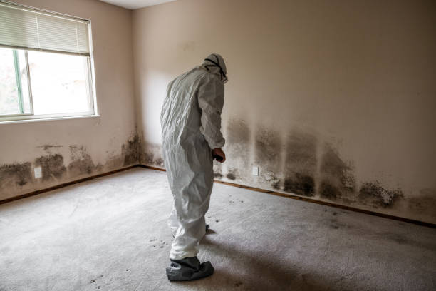 Professional Mold Remediation in Mabscott, WV