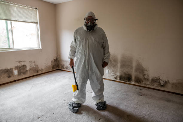 Best Black Mold Remediation in Mabscott, WV