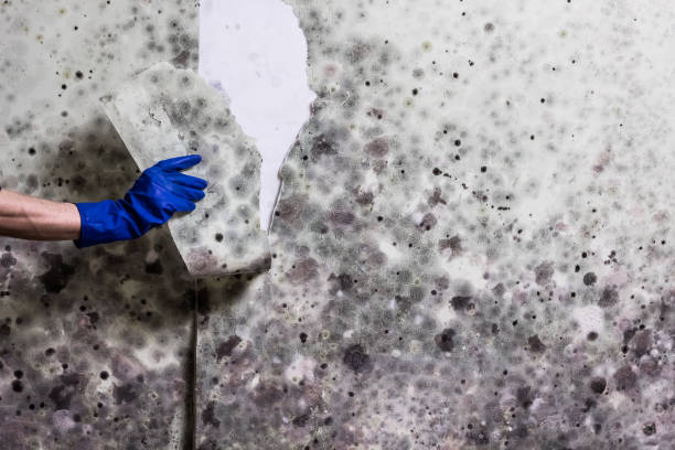 Best Health and Safety Mold Remediation in Mabscott, WV